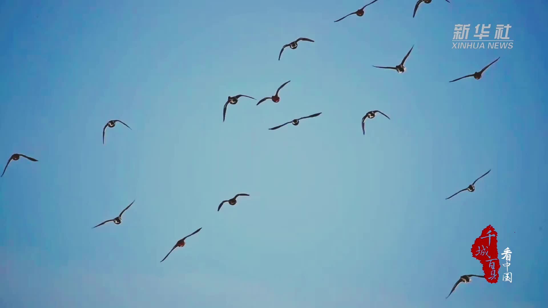 千城百县看中国｜河北保定：小精灵们漫步东湖 添生机