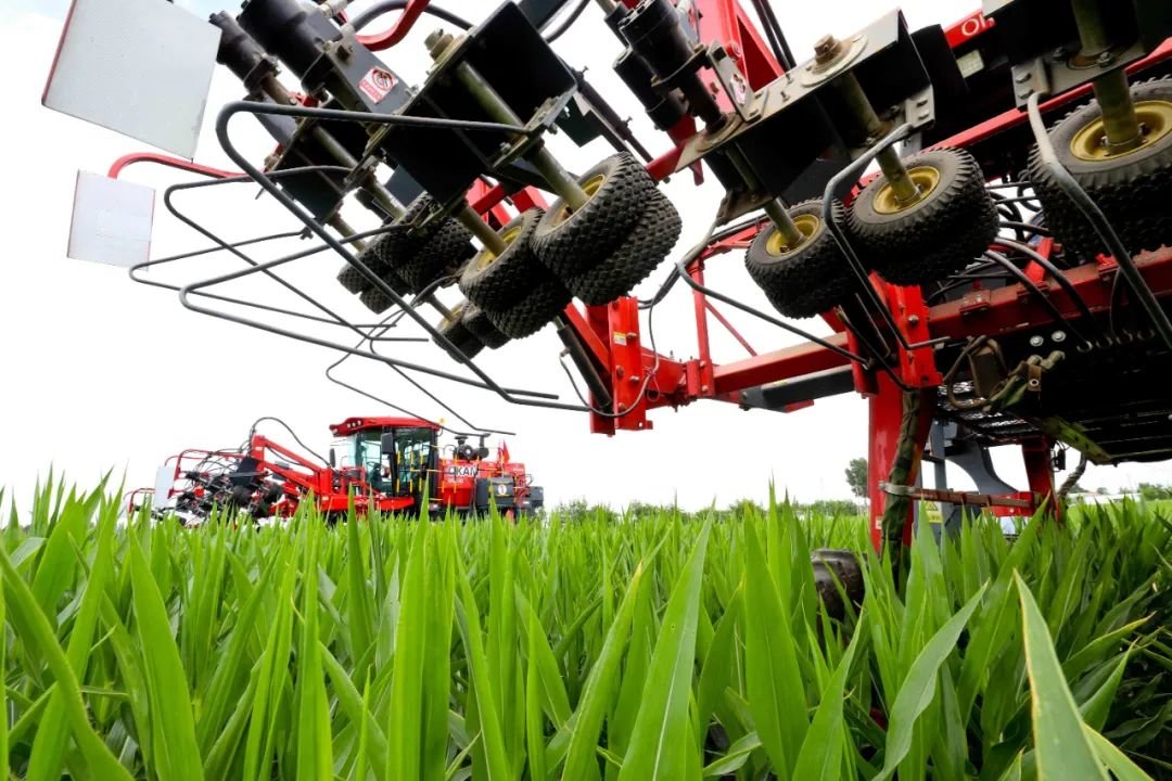 ↑2022年7月12日，甘肃省张掖市临泽县平川镇三一村1.8万亩连片高标准农田制种玉米种植基地里，去雄机进行玉米雄穗去雄作业。近年来，该县不断加大农业机械化推广力度，农业机械化装备步入大踏步升级换代期，进一步提升了制种产业的标准化、规模化、机械化发展水平。