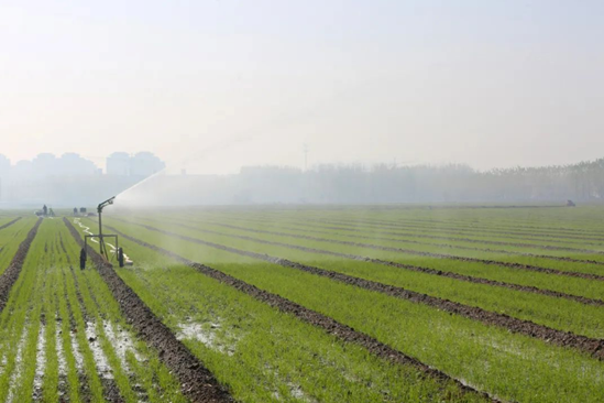 △邹平市韩店镇青眉村村民采用喷灌设备对小麦进行喷灌浇水补墒。