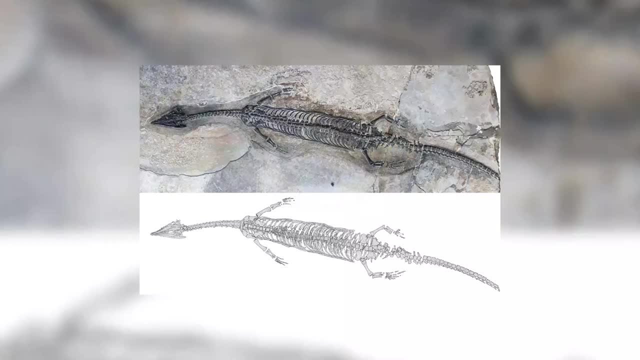 我国科学家在云南发现2.44亿年前“奇异罗平龙”