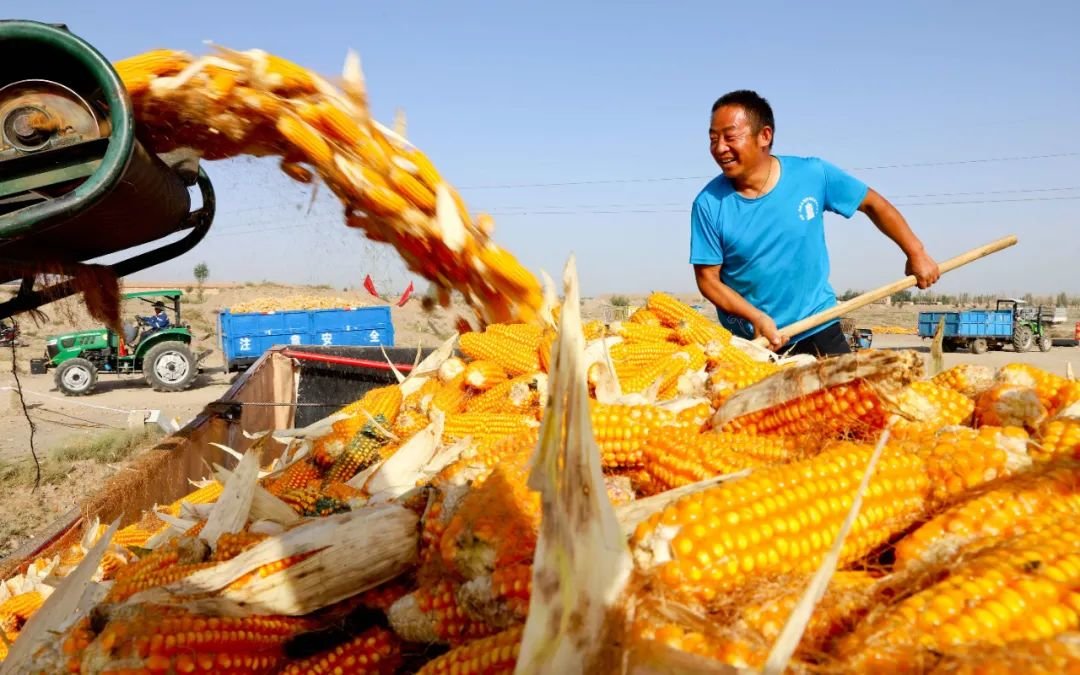 ↑2022年9月21日，甘肃省张掖市甘州区沙井镇种植户翻晾制种玉米。时下，正是北方玉米收获季节，甘肃省张掖市甘州区种植的68万亩制种玉米喜获丰收。