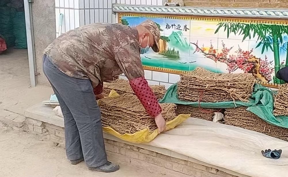 张迈在晾晒党参 受访者供图