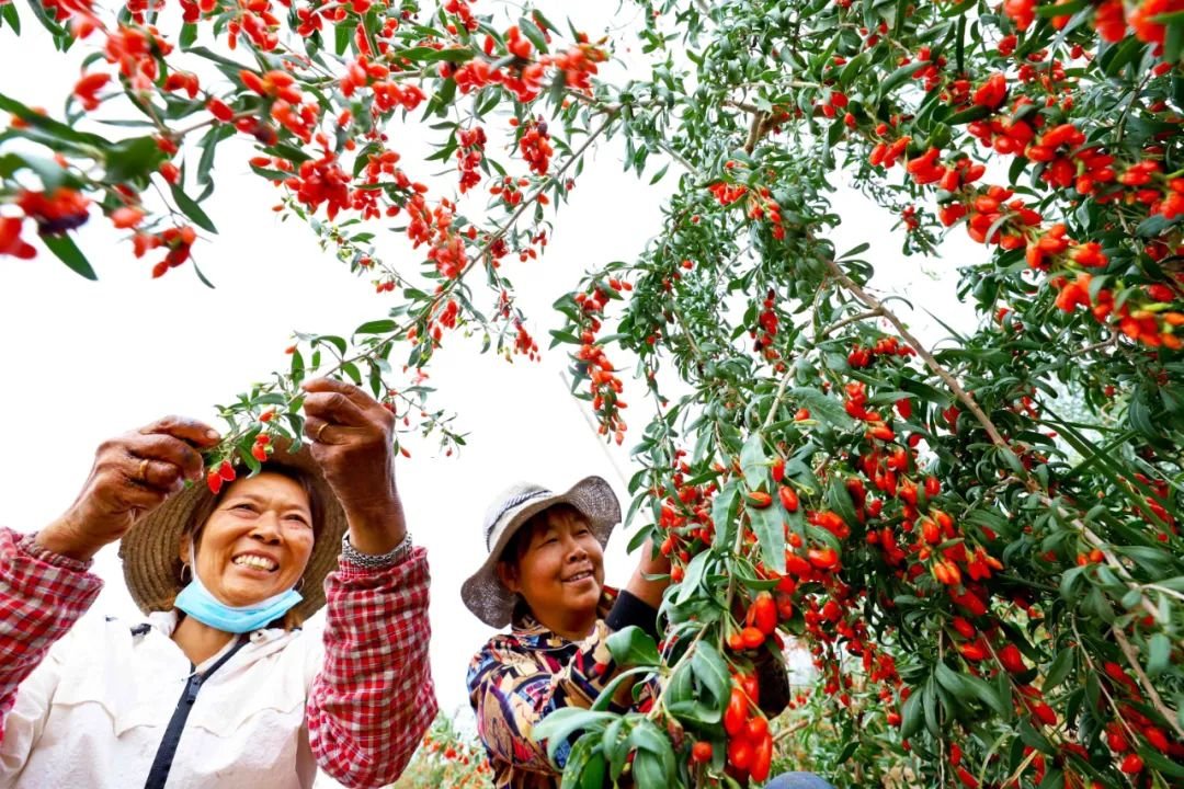 ↑2022年8月25日，甘肃省张掖市甘州区安阳乡苗家堡村农民采摘有机枸杞。初秋时节，当地种植的3000多亩有机枸杞喜获丰收。