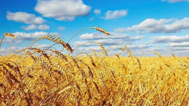 地缘冲突推高粮价，是否有国家囤积粮食发所谓的“战争财”？