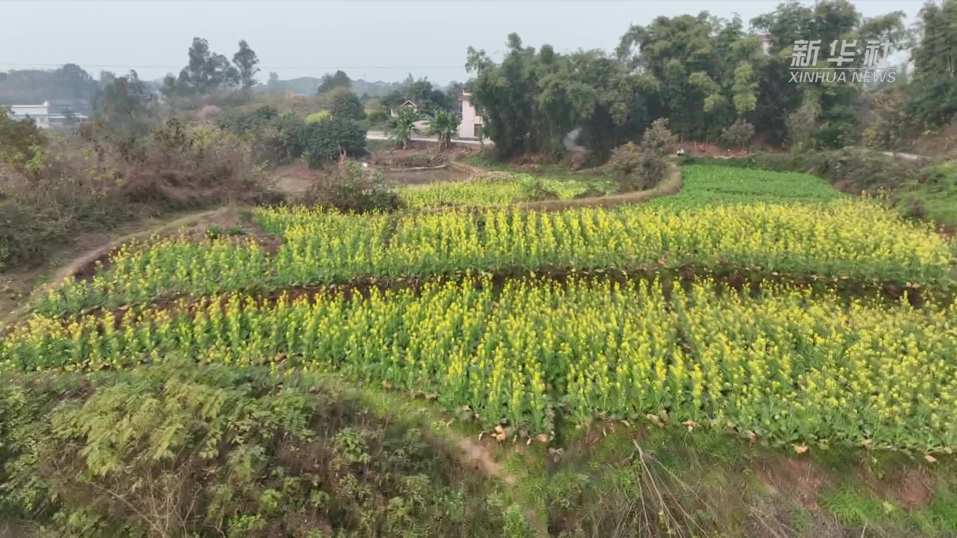 四川泸县：冬日油菜花绽放