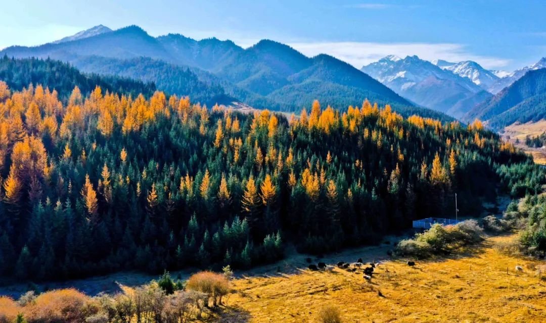 ↑2022年10月19日拍摄的祁连山秋日风光。深秋时节，位于甘肃省张掖市肃南裕固族自治县马蹄藏族乡境内的祁连山区呈现出一派色彩斑斓的美丽画卷。