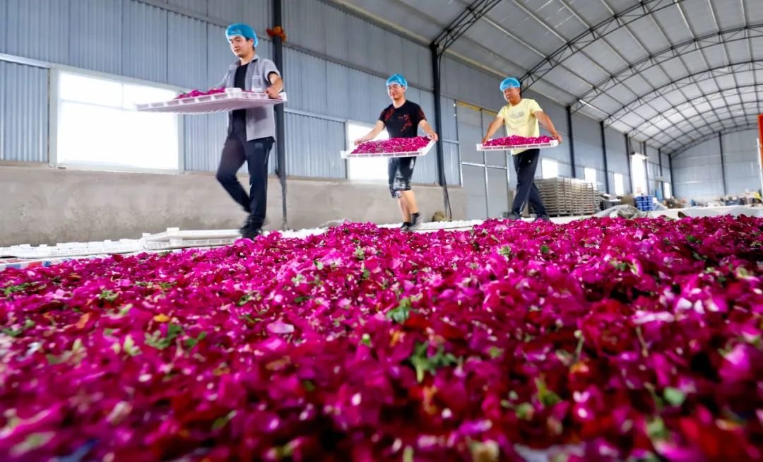 ↑2022年6月16日，甘肃省张掖市山丹县金玫瑰种植专业合作社技术人员将精选的玫瑰花转运到生产车间。连日来，该合作社南滩川口1000多亩玫瑰标准化种植示范基地上，40多名农户们正在忙碌着玫瑰花的采摘、称重、储运和玫瑰花茶晾晒，技术人员们紧张有序进行玫瑰花蒸馏提取精油、纯露。