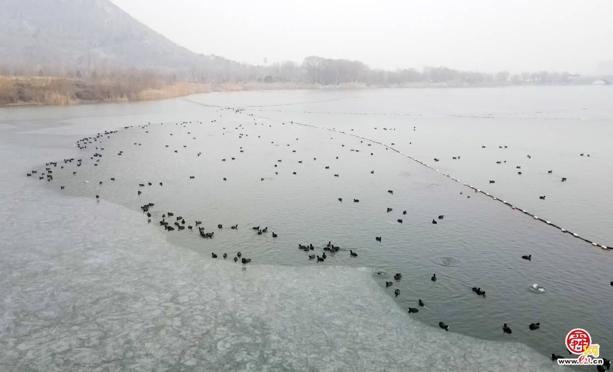 冬日华山湖成为野生水鸟栖息越冬的乐园