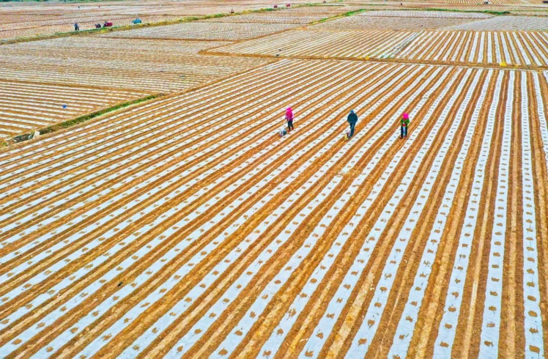 ↑2022年4月12日，甘肃省张掖市临泽县板桥镇壕洼村种植户们按照玉米优质良种种植要求进行种子手工点播。时值该县26万多亩制种玉米集中播种期，黑河两岸处处可见农户们忙碌的身影。（无人机航拍）