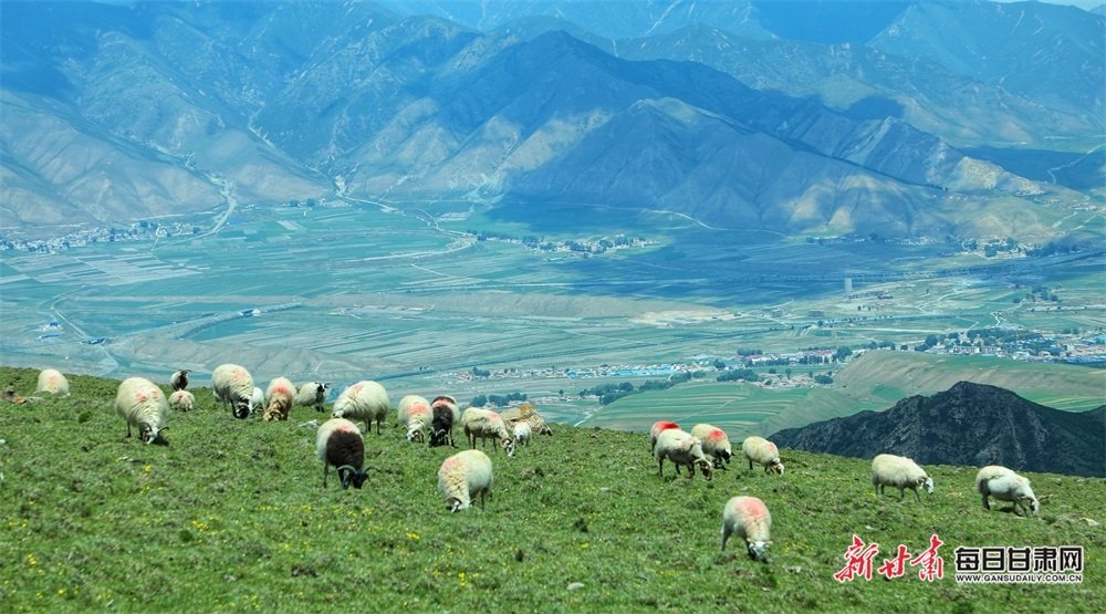 祁连山生态牧场图片