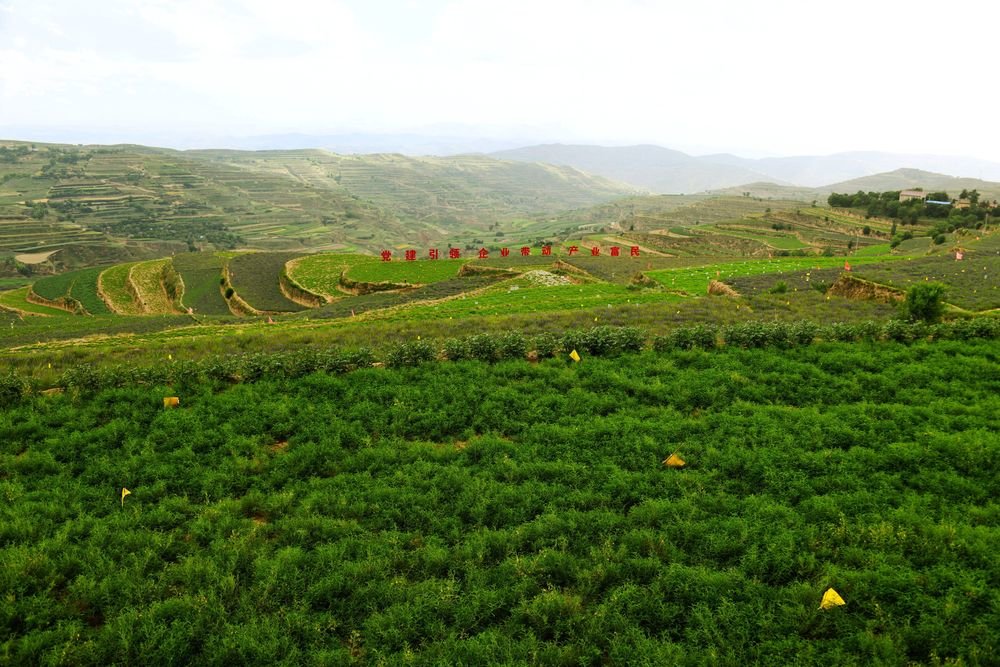这是陇西县福星镇万亩中药材绿色标准化种植基地 陇西县委宣传部供图