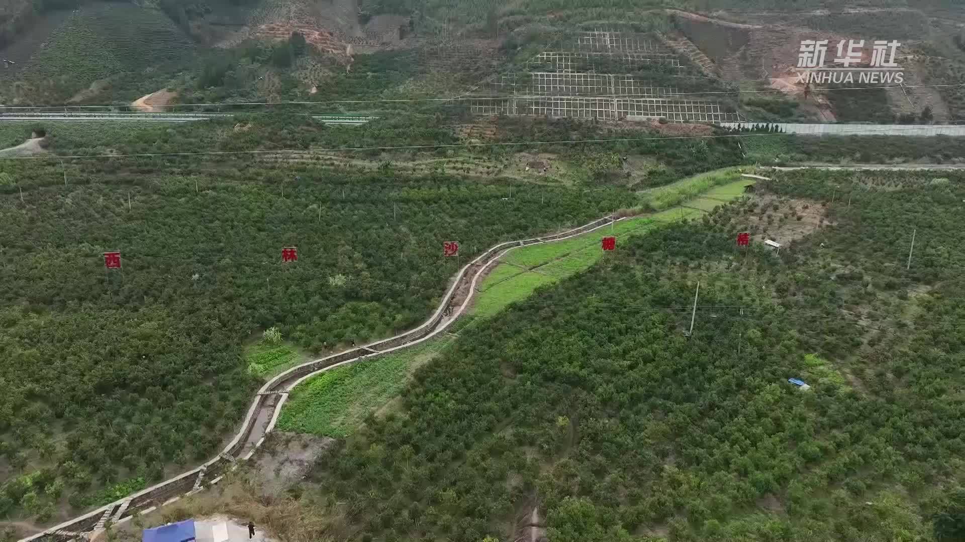 广西西林：20多万亩沙糖桔丰收 农文旅融合助农增收