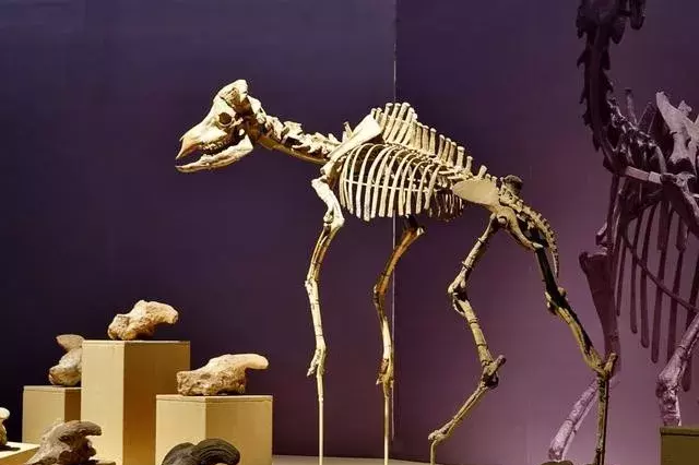 和政縣古動物化石博物館