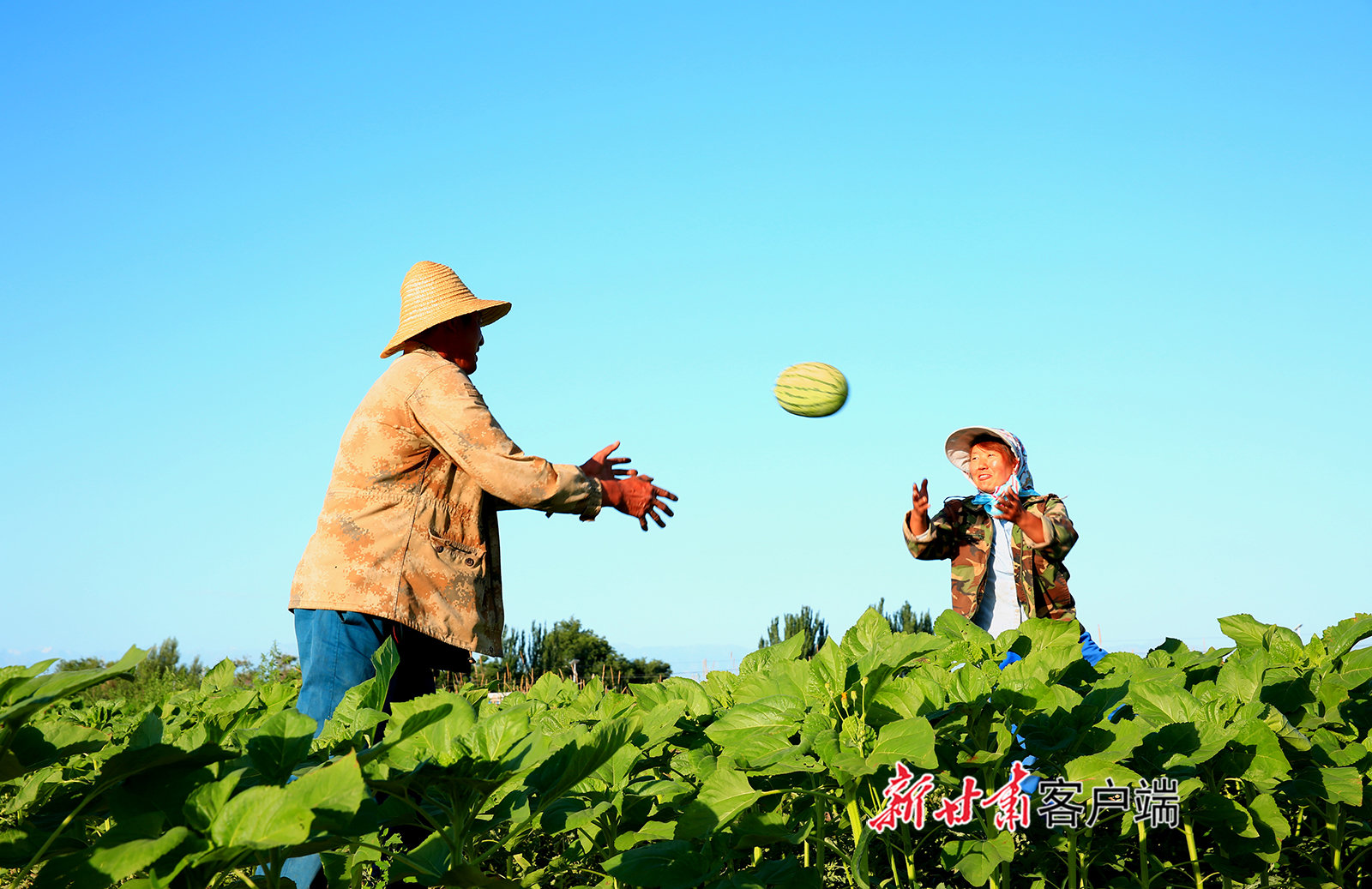 ▲2022年7月24日，在張掖農場的西瓜基地，瓜農正抓緊為青海、河南等地客商采摘、裝運西瓜。新甘肅·甘肅日報通訊員 楊永偉