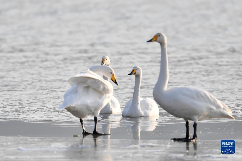 1月2日，大天鵝在三河口天鵝灘濕地嬉戲。