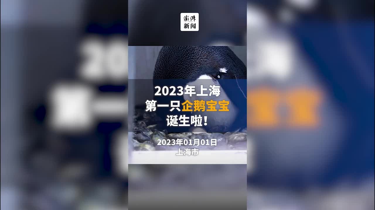 2023年上海第一只企鹅宝宝诞生啦