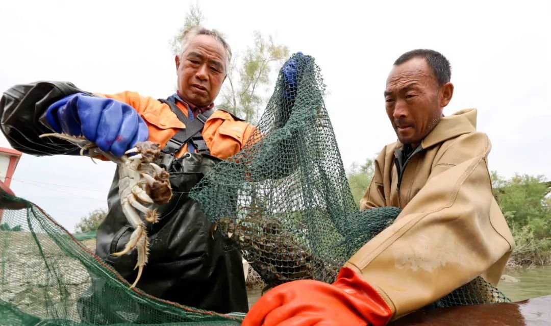 ↑2022年8月24日，甘肃省张掖市临泽县新华镇新华农场水库养殖户捕捞大闸蟹。当日，养殖户们按照订单信息，将大闸蟹捕捞包装后发运到上海、湖北、广州等地客户手中。