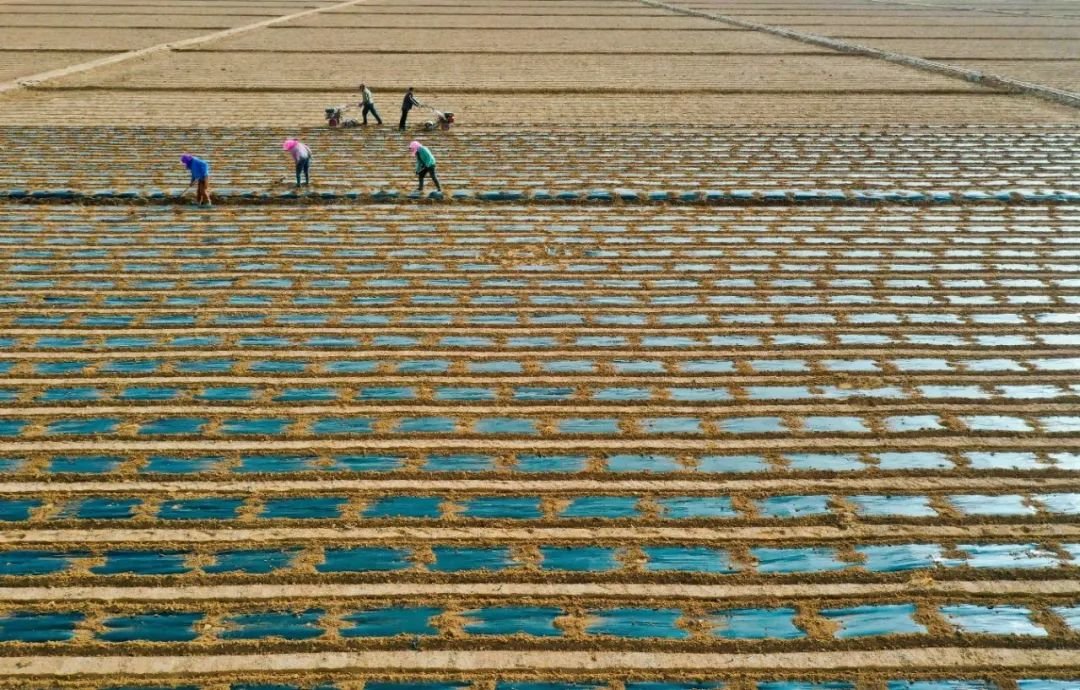 ↑2022年3月11日，甘肃省张掖市临泽县平川镇一工程村6500多亩制种玉米地里，农户们忙着覆膜保墒。连日来，随着气温升高，该县26万亩制种玉米基地进入覆膜保墒阶段，田间地头一派忙碌的春耕景象。