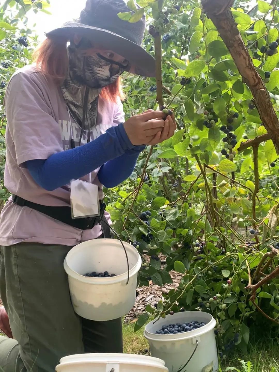 俺陵容在快乐摘蓝莓