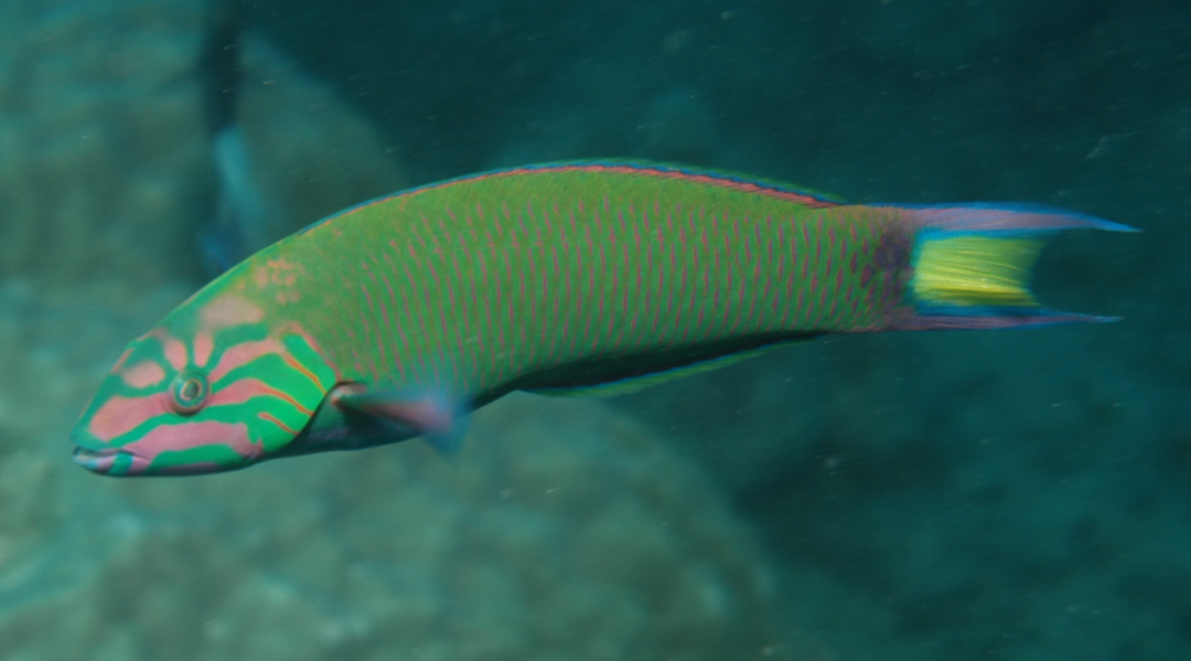 雌性先熟的新月锦鱼（Thalassoma lunare），图片来源：Wikimedia