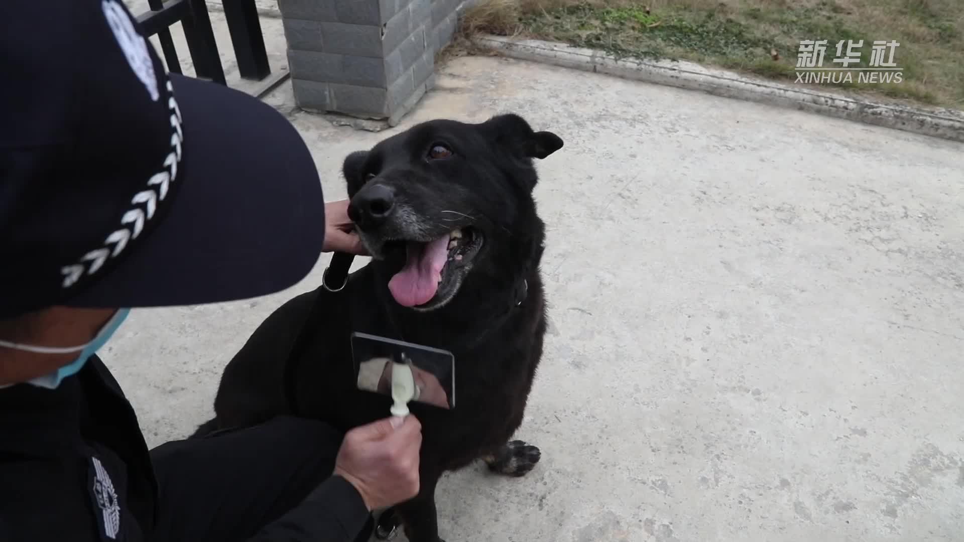 警犬“金刚”的最后一个春运