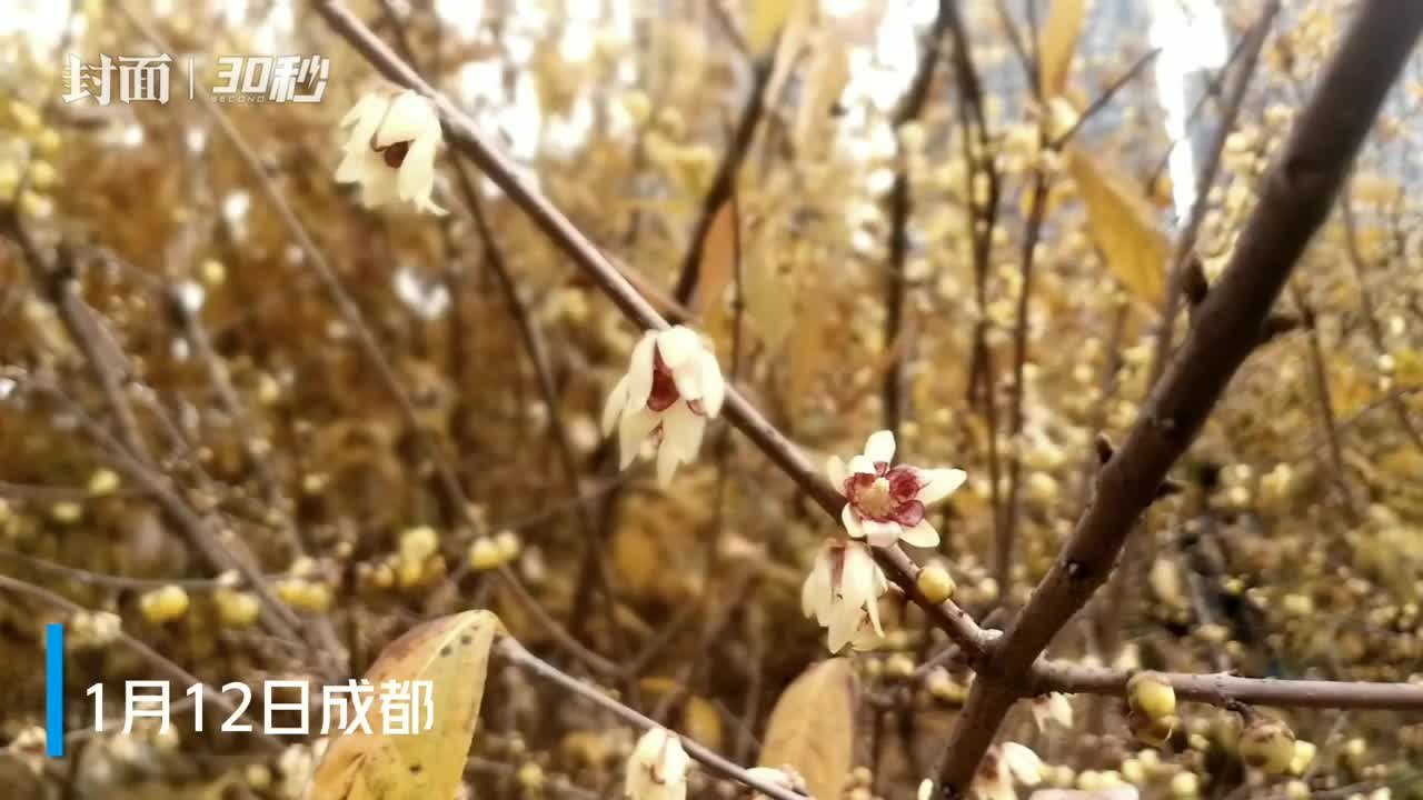 30秒｜又到赏梅季，成都塔子山公园腊梅花绽开 赏花正当时