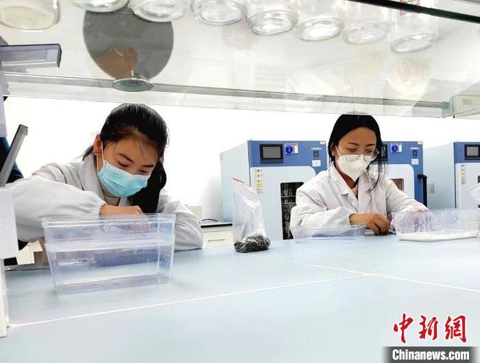 甘肃肃州种业“新事”：5G无人驾驶作业种子有了“身份证”