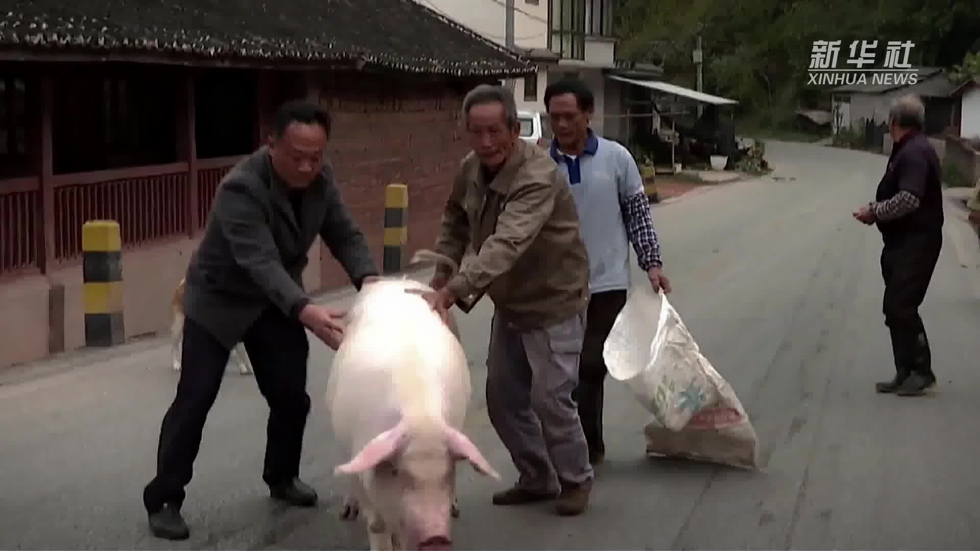 云南宁洱村里的年味——“杀猪饭”