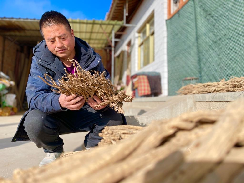 尹想成在晾晒党参 新华社记者 郭刚 摄