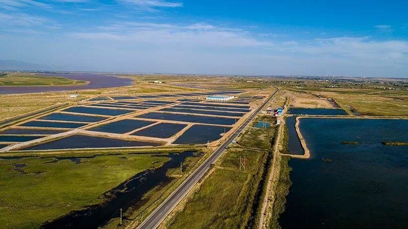 盐碱地南美白对虾养殖池。