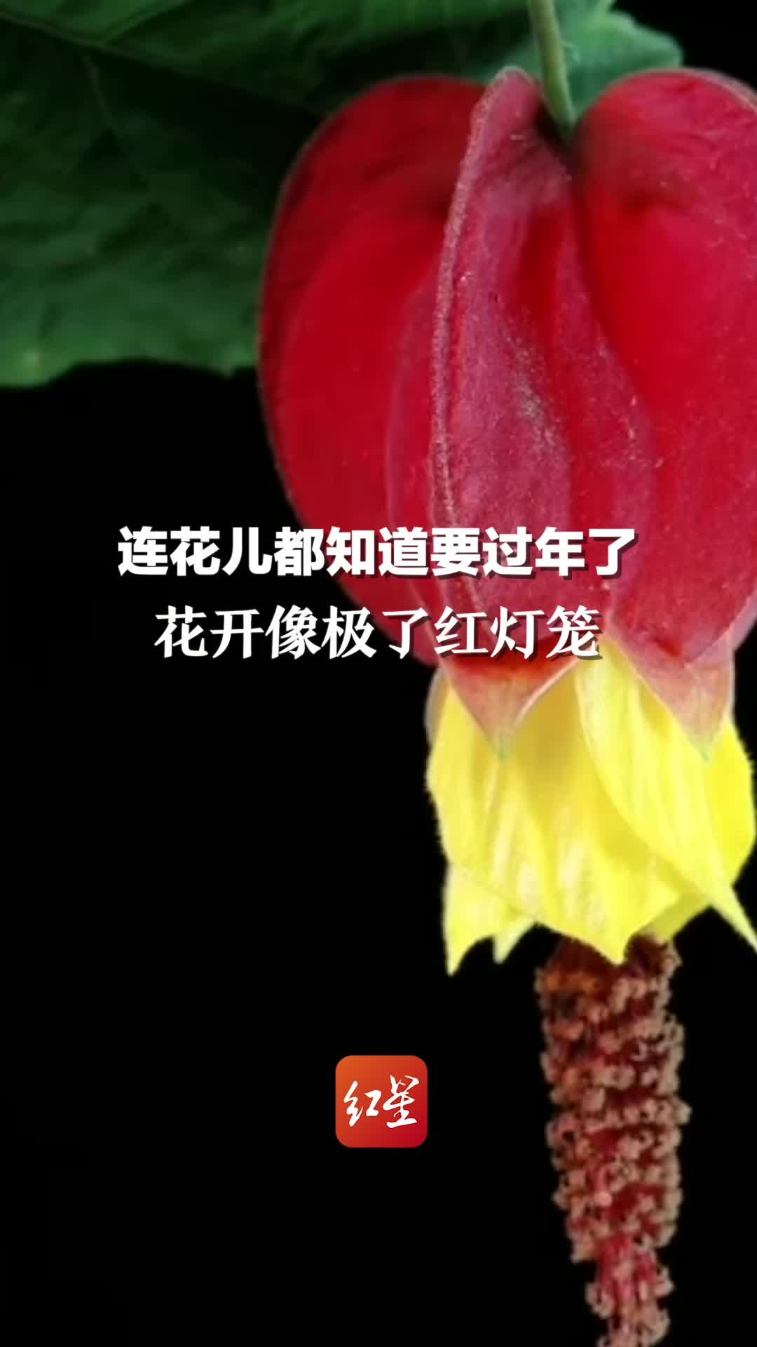 连花儿都知道要过年了！延时镜头下的红萼苘麻像极了红灯笼