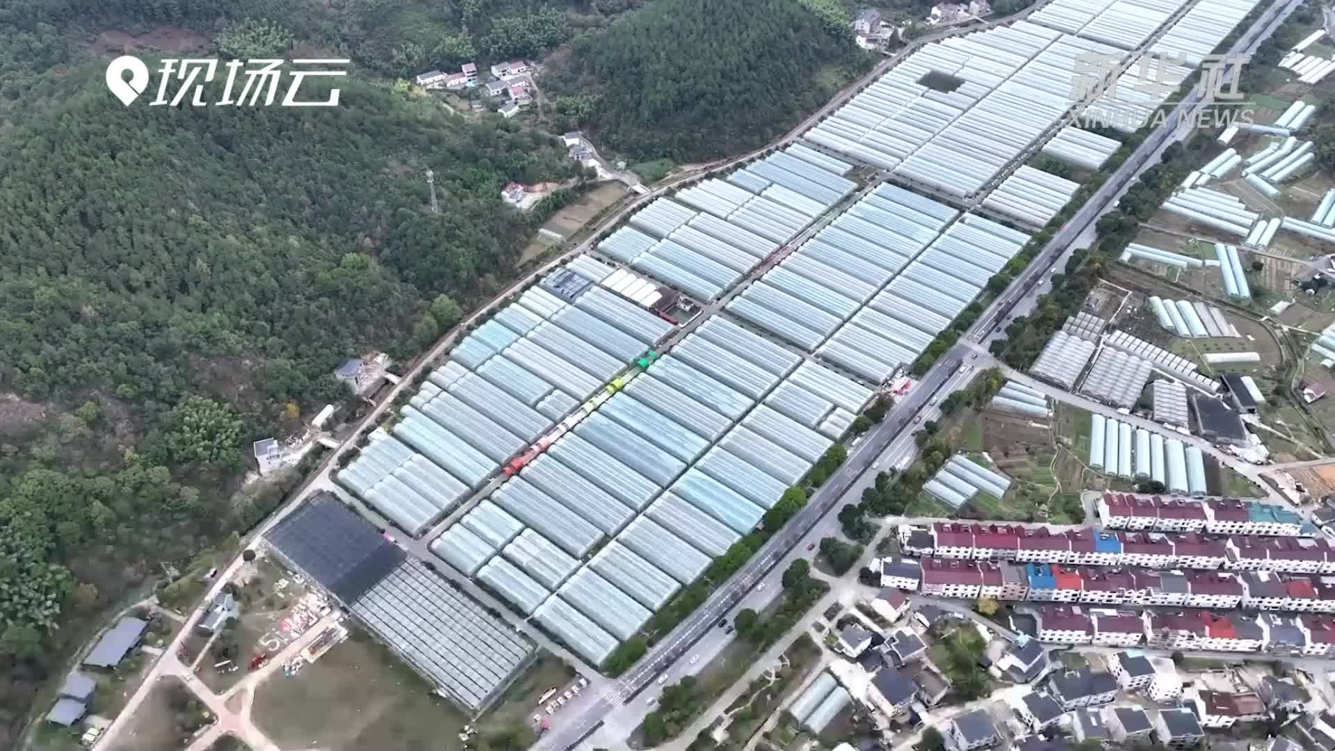 草莓住进“智慧大棚”助力农民增收