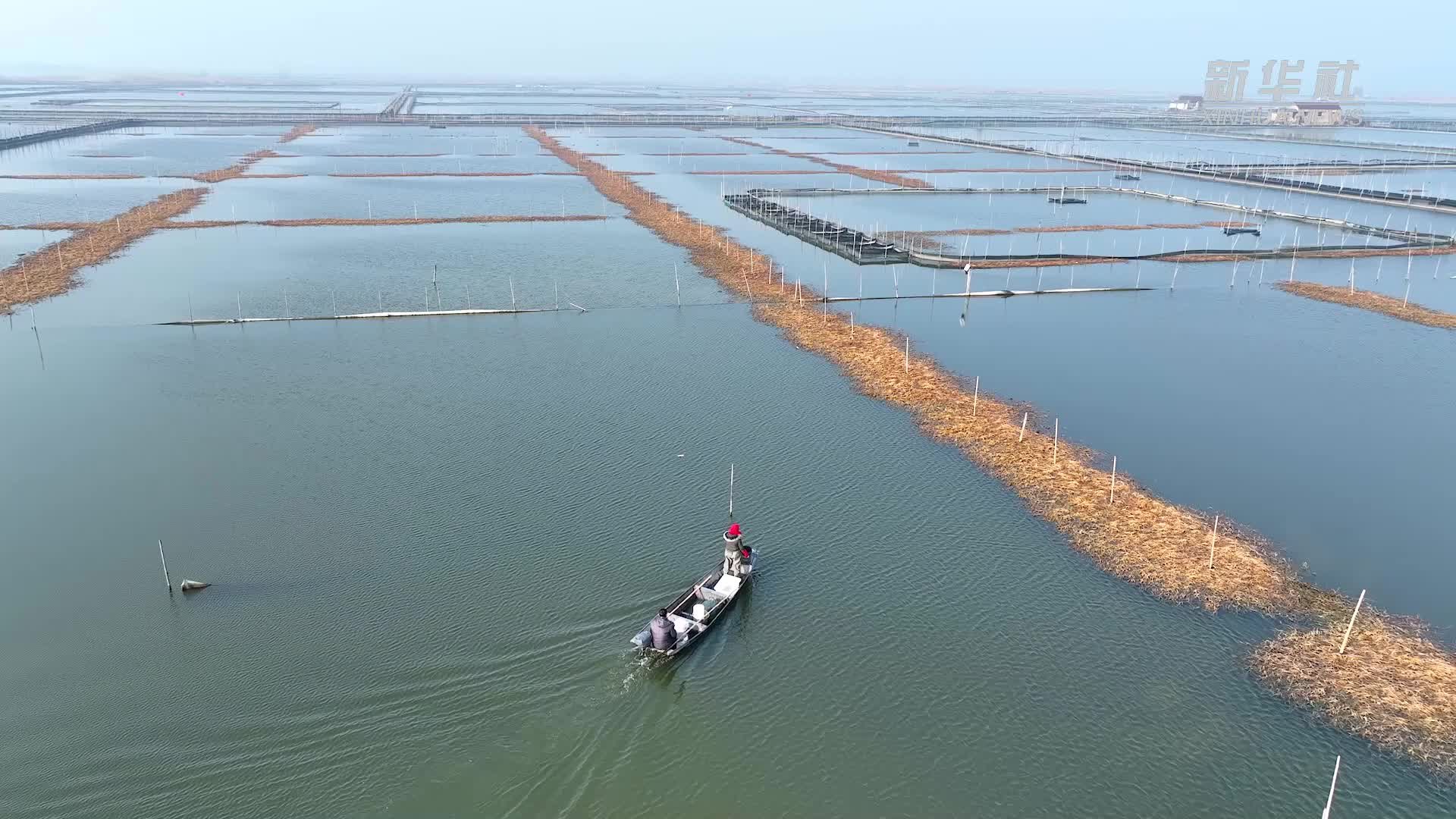 江苏兴化：大纵湖畔冬季捕蟹迎新年