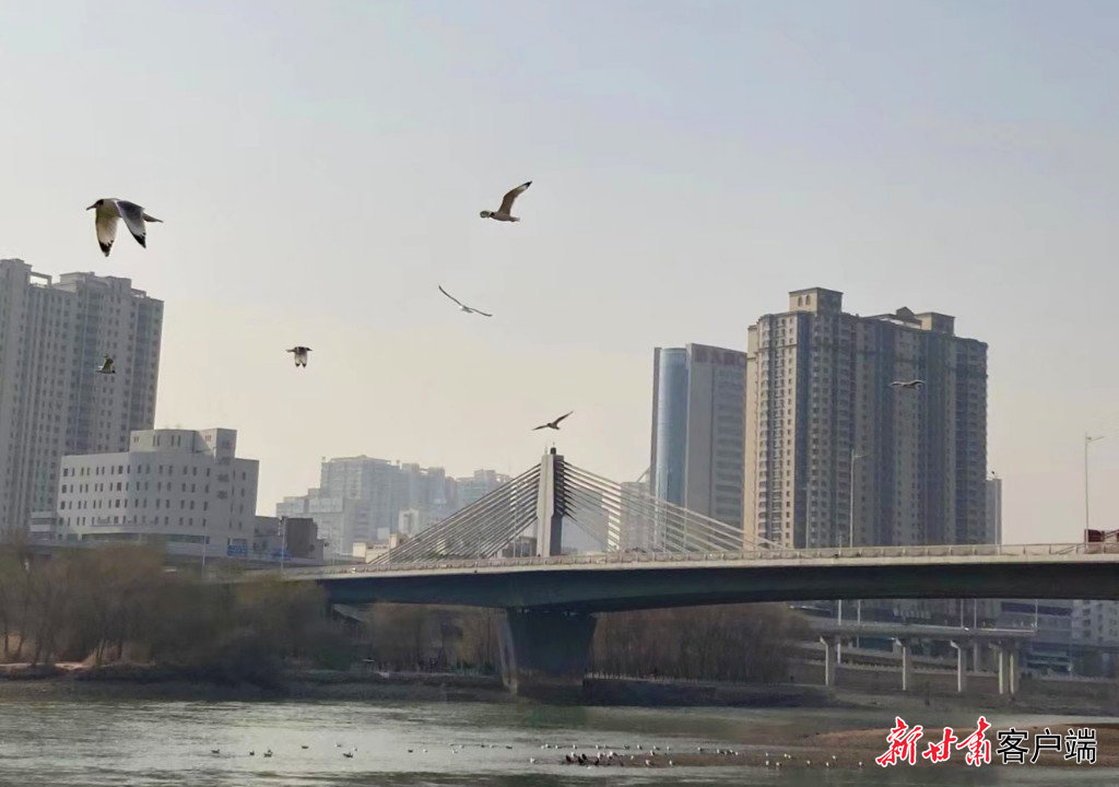 黄河兰州段水鸟在空中飞翔