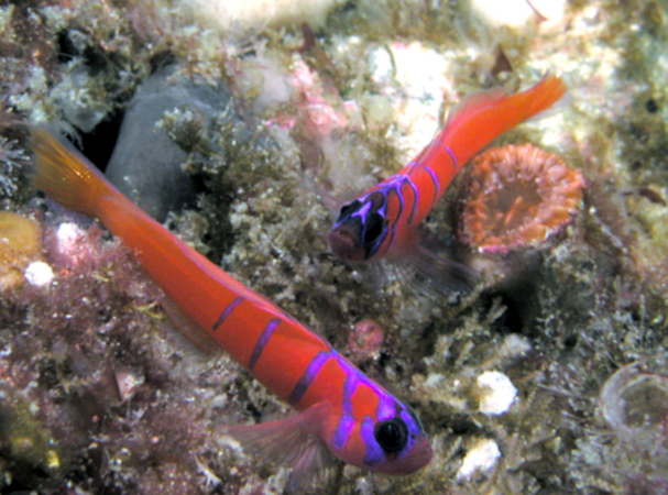 蓝带虾虎鱼（Lythrypnus dalli）,图片来源：Wikimedia