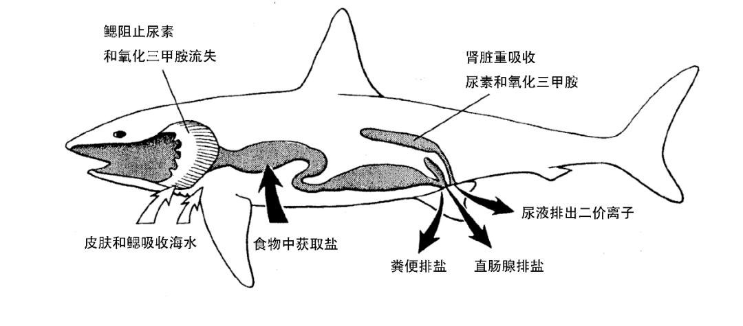 图5. 鲨鱼渗透压调节过程示意图丨来源：www.du.edu.eg 作者汉化