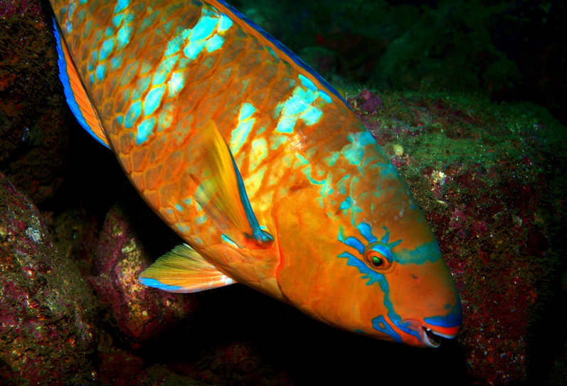 鹦嘴鱼（Scarus ghobban），图片来源：Wikimedia