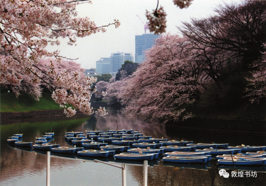 东京千鸟之渊的樱花