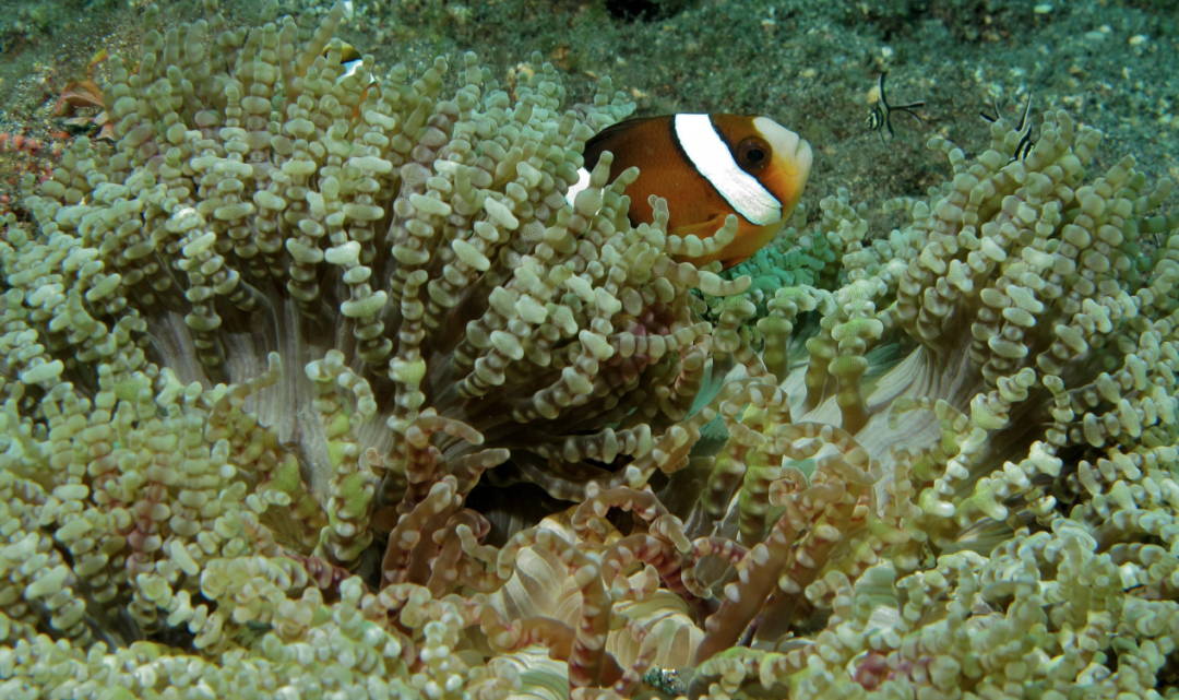 海葵中的克拉克小丑鱼（图片来源：Wikimedia）
