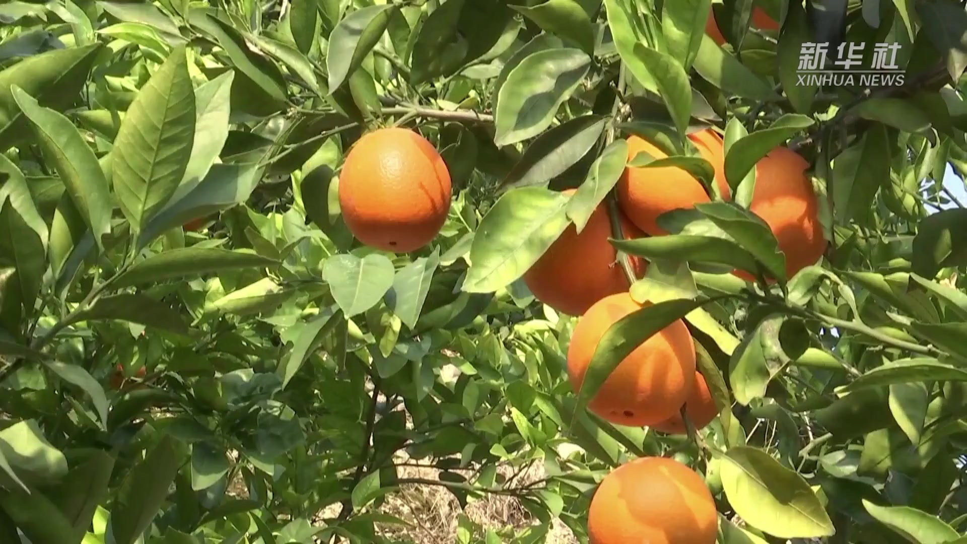 重庆奉节：果农“小发明”成了脐橙采摘的“大帮手”