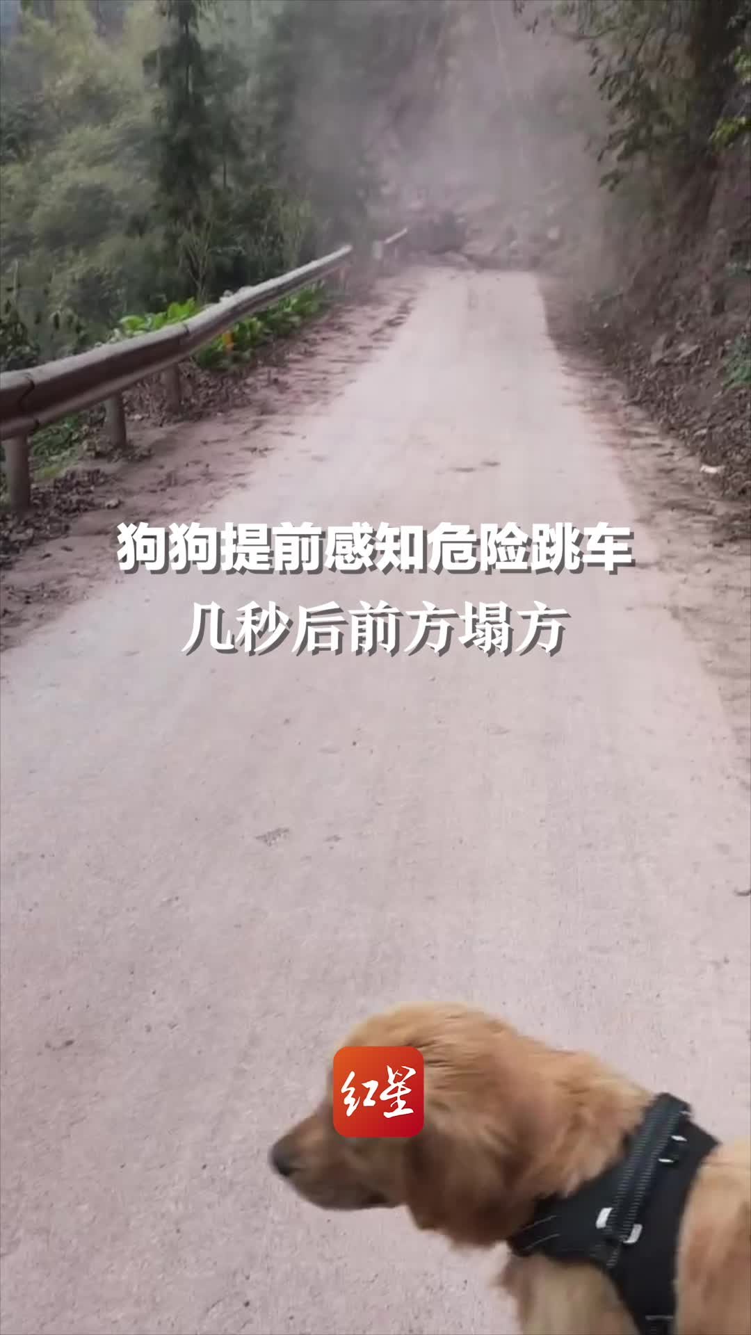 狗狗提前感知危险跳车，几秒后前方塌方。主人：捡来的瘸腿狗狗这次救了我的命