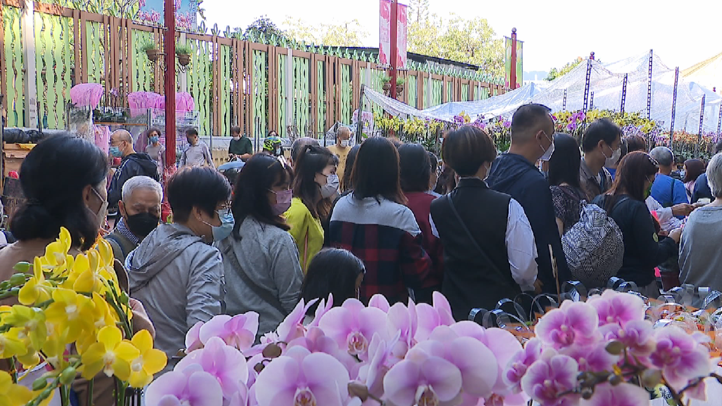 兔年将至年花放 香港春节花市市道畅旺