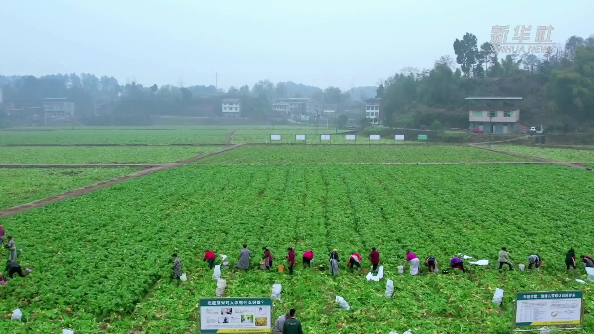 重庆涪陵：“稻菜轮作” 73万亩青菜头开始收砍