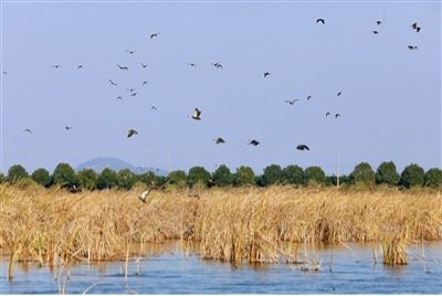 杭州 | 钱塘大湾区湿地入选省级重要湿地名录