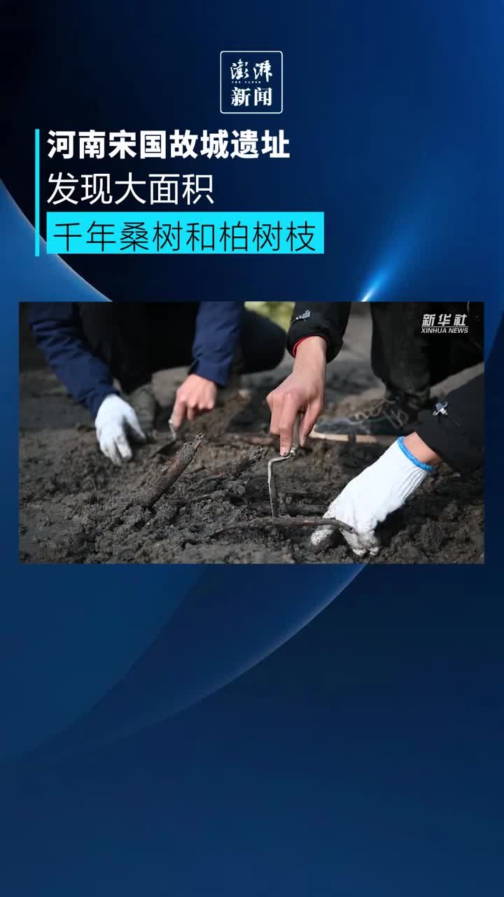 河南商丘宋国故城遗址，发现千年桑树和柏树枝