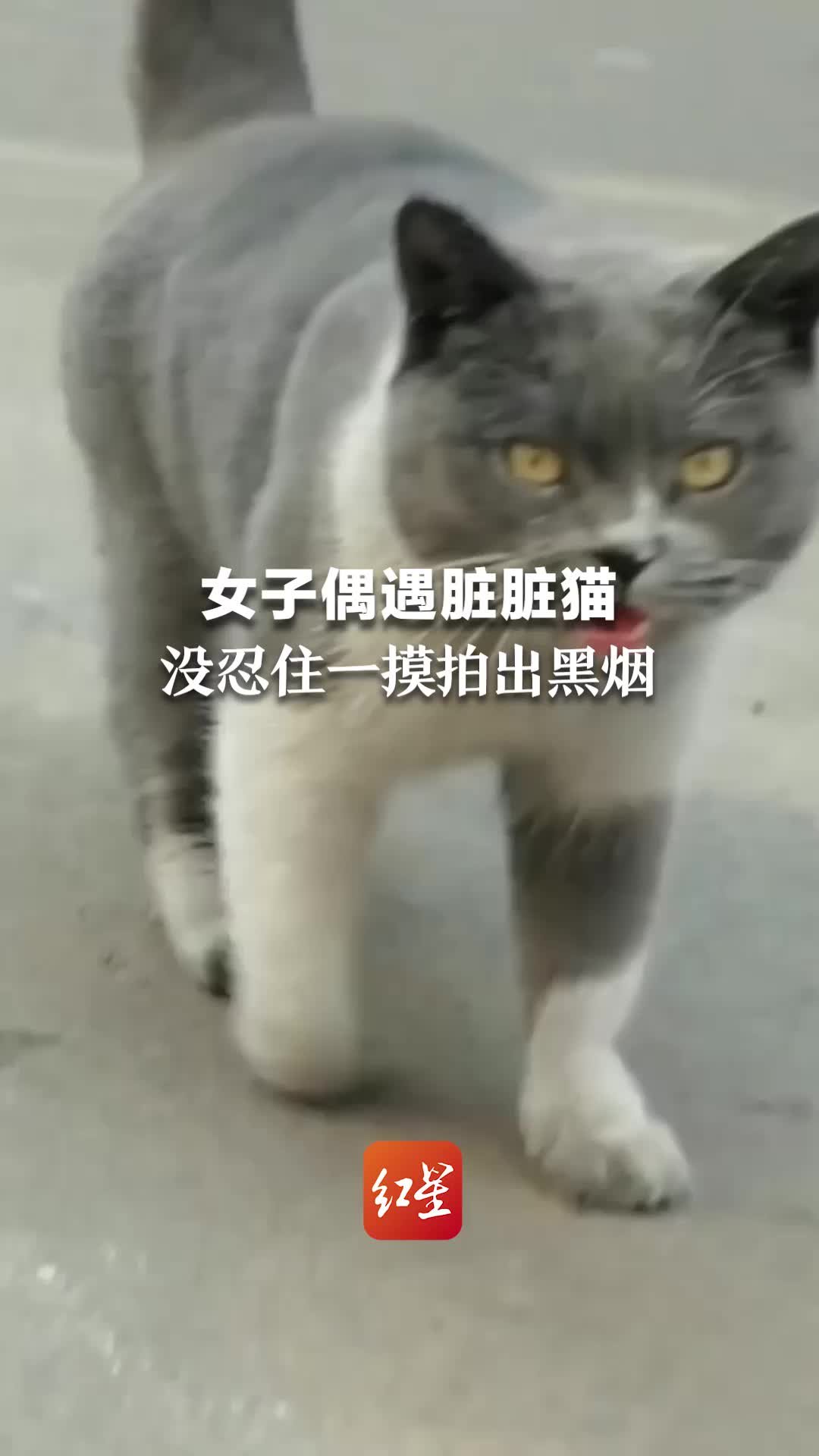 女子偶遇脏脏猫，没忍住一摸拍出黑烟。女子：想过脏没想过这么脏