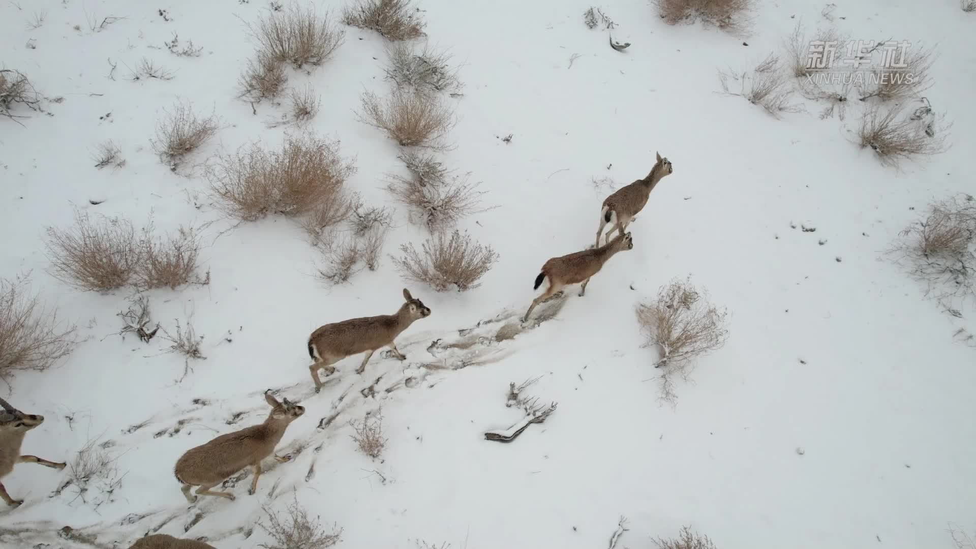 新疆博湖：鹅喉羚雪中漫步觅食 悠闲自在