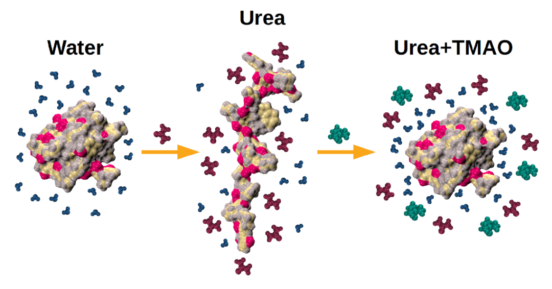 图6. 尿素使蛋白质结构舒展，加入TMAO后蛋白质会恢复到折叠状态[3]