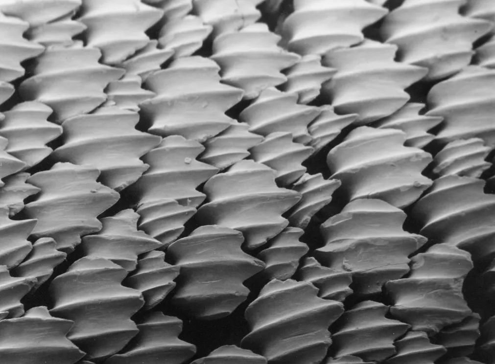 图2. 电子显微镜下的鲨鱼鳞片 丨来源：wikipedia