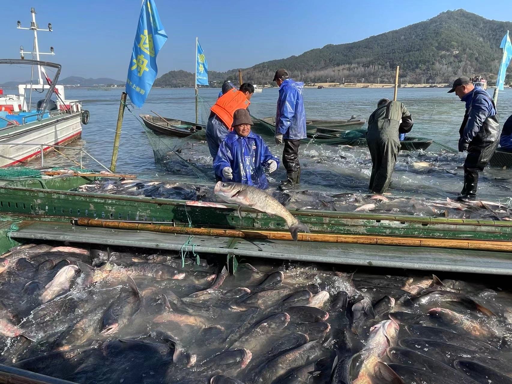 鱼跃人欢庆余年，山青水碧呈画卷 浙江最大淡水湖东钱湖冬捕起网